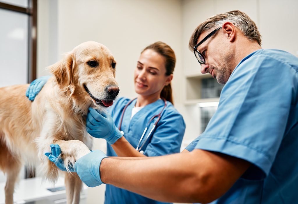 APHIS pet travel process overview